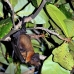 bat_fruit_lan_baa_v_0228_mal0280.jpg